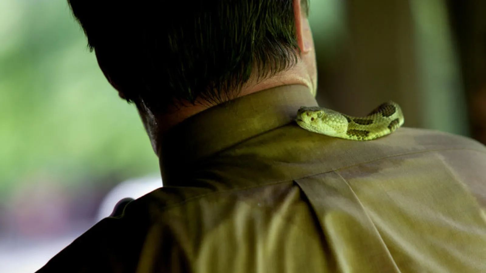 Color image of a serpent slithering over the back of a man's neck