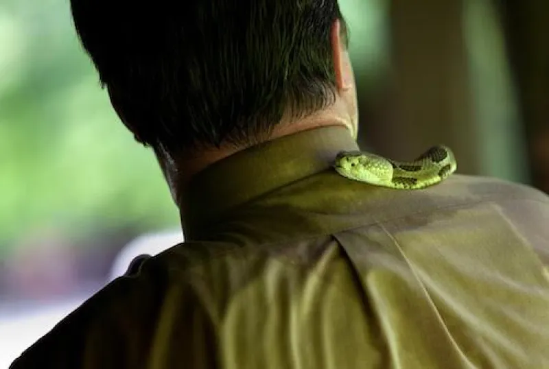Snake on man's shoulders
